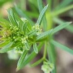 Galium spurium फूल