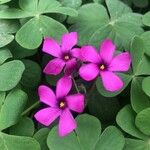 Oxalis debilis Fleur