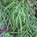 Pteris cretica Habitus