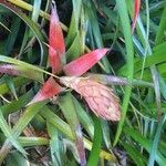 Aechmea recurvata Blüte