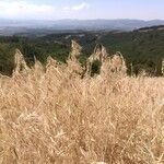 Bromus tectorumLorea