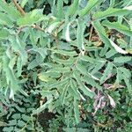 Sanguisorba dodecandra 葉