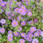 Symphyotrichum oblongifolium 花