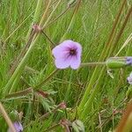 Erodium botrys Blomma