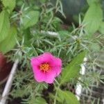 Portulaca pilosa Kvet