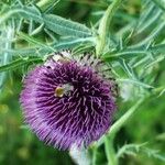 Cirsium eriophorumFlor