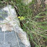 Lomatium triternatum Habit