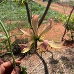 Gloriosa superbaÕis