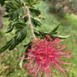 Grevillea candelabroides