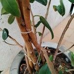 Ficus elastica Rinde