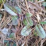 Hieracium venosum Leaf