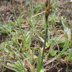 Carex uncinioides Habit