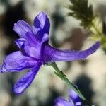 Delphinium verdunense Fleur