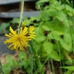 Hieracium pilosella Blomma