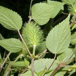 Acalypha arvensis Leaf