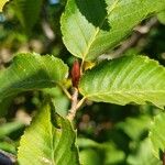 Carpinus orientalis Blad