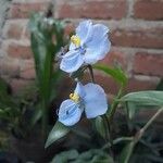 Commelina virginica Кветка
