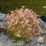 Saxifraga trifurcata Habitus