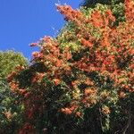 Embothrium coccineum Hábito