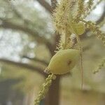 Terminalia mantaly Frugt