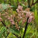 Filipendula rubra Λουλούδι
