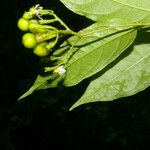 Solanum celsum