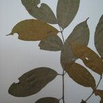 Protium spruceanum Други
