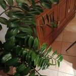 Zamioculcas zamiifolia Blatt