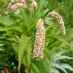 Persicaria senegalensis Fruto