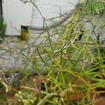 Euphorbia hedyotoides