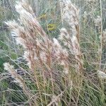 Andropogon bicornis Leaf