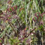 Lomatium dasycarpum Хабит