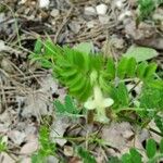 Vicia hybrida बार्क (छाल)