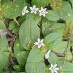 Richardia brasiliensis Flower