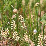 Lepidium nitidum Celota