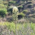 Hesperoyucca whipplei ᱵᱟᱦᱟ