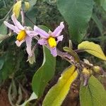 Solanum campylacanthum Çiçek