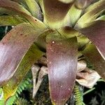 Tillandsia fendleri Hoja