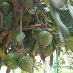 Pouteria lucuma Φρούτο