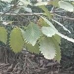 Quercus canariensis 葉