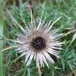 Carlina acaulis花