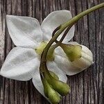 Solanum laxum Flower
