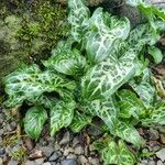 Arum italicumHabitat