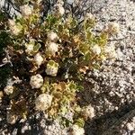 Baccharis pilularis Blomma