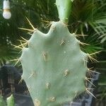 Opuntia dillenii Kora
