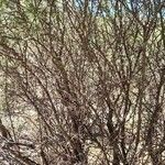 Acacia furcatispina