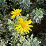 Euryops pectinatusFlower