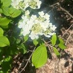 Viburnum plicatum花