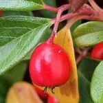 Cotoneaster dammeri Frucht