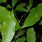 Bonafousia undulata Frunză